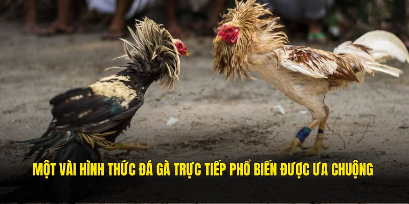 Các phương thức đá gà trực tiếp phổ biến