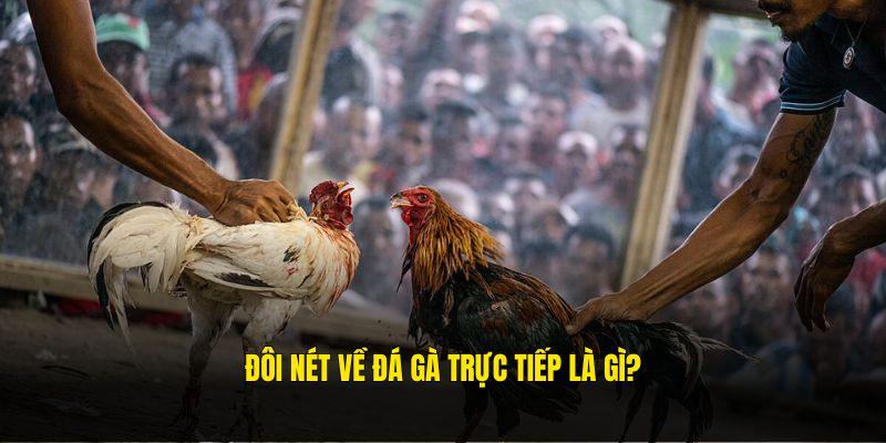 Đá gà trực tiếp là theo dõi các trận đấu gà trên livestream