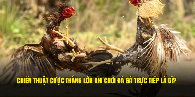 Mẹo đặt cược đá gà trực tiếp bất bại